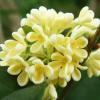Flavor :  Blossom by HiLIQ