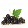 Flavor :  Cassis by hisVape
