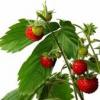 Flavor :  Wild Erdbeere by Hochland Dampf