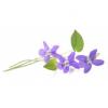 Flavor :  Violetta by Infinity