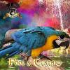 Flavor :  Fool S Custard by Isle of Custard