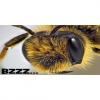 Flavor :  Bzzz by IZIvape