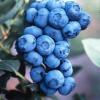 Flavor :  Bleuet Sauvage by Johnny McCloud