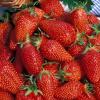 Flavor :  Fraise Sauvage by Johnny McCloud
