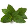 Flavor :  Menthe Double by Johnny McCloud