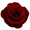 Flavor :  Rose by Johnny McCloud