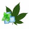 Flavor :  Hanf Menthol by Kawika
