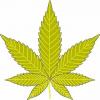 Flavor :  Lemon Haze by Kawika