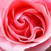 Flavor :  Rose by Kawika