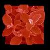 Flavor :  Red Licorice by Korsvang