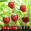 Arôme : Fraise Des Bois
Dernière mise à jour le : 20-01-2018 Arôme : Fraise Des Bois
Dernière mise à jour le : 20-01-2018