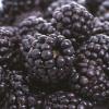 Flavor :  Boysenberry by MadVapes