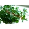 Flavor :  Mint by MadVapes