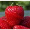 Flavor :  Strawberry Natural by MadVapes