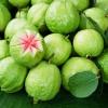 Flavor :  Sweet Guava by MadVapes