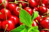 Flavor :  Cerise Menthe by Magic Elixirs