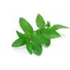 Flavor :  Menthe Verte by Magic Elixirs