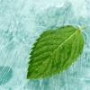 Flavor :  Menthol by Mt Baker Vapor