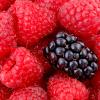Flavor :  Razzleberry by Mt Baker Vapor
