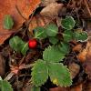 Flavor :  Wintergreen by Mt Baker Vapor