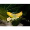Flavor :  Banane by my-eLiquid