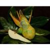 Flavor :  Birne by my-eLiquid