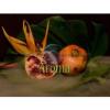 Flavor :  Granatapfel by my-eLiquid