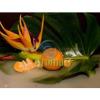 Flavor :  Mandarine Hochkonzentriert by my-eLiquid