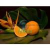 Flavor :  Orange 3 par MY-ELIQUID