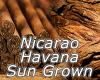 Flavor :  Nicarao Havana Sun Grown par MYVAPEJUICE