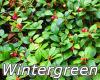 Flavor :  Wintergreen by MyVapeJuice