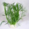 Flavor :  Anise by Natures Flavors