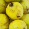 Flavor :  Guava by Natures Flavors