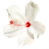 Flavor :  Hibiscus by Natures Flavors