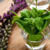 Flavor :  Organic Chocolate Mint by Natures Flavors