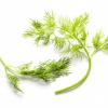 Flavor :  Organic Dill by Natures Flavors