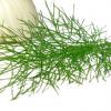 Flavor :  Organic Fennel by Natures Flavors