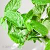 Flavor :  Spearmint by Natures Flavors