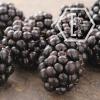 Flavor :  Blackberry by NicVape