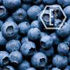 Flavor :  Blueberry by NicVape