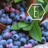 Flavor :  Blueberry Wild by NicVape