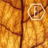 Flavor :  Kentucky Tobacco par NICVAPE