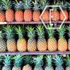 Flavor :  Pineapple Real by NicVape