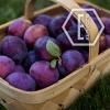 Flavor :  Plum par NICVAPE