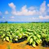 Flavor :  Island Tobacco by Nude Nicotine