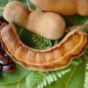 Flavor :  Tamarin D Oh by Nude Nicotine