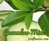 Flavor :  Cucumber Mint by One-on-One Flavors