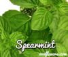 Flavor :  Spearmint by One-on-One Flavors