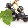 Arôme : Black Currant
Dernière mise à jour le : 13-01-2016 Arôme : Black Currant
Dernière mise à jour le : 13-01-2016