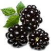 Flavor :  blackberry by Perfumer's Apprentice